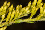 Pine barren goldenrod